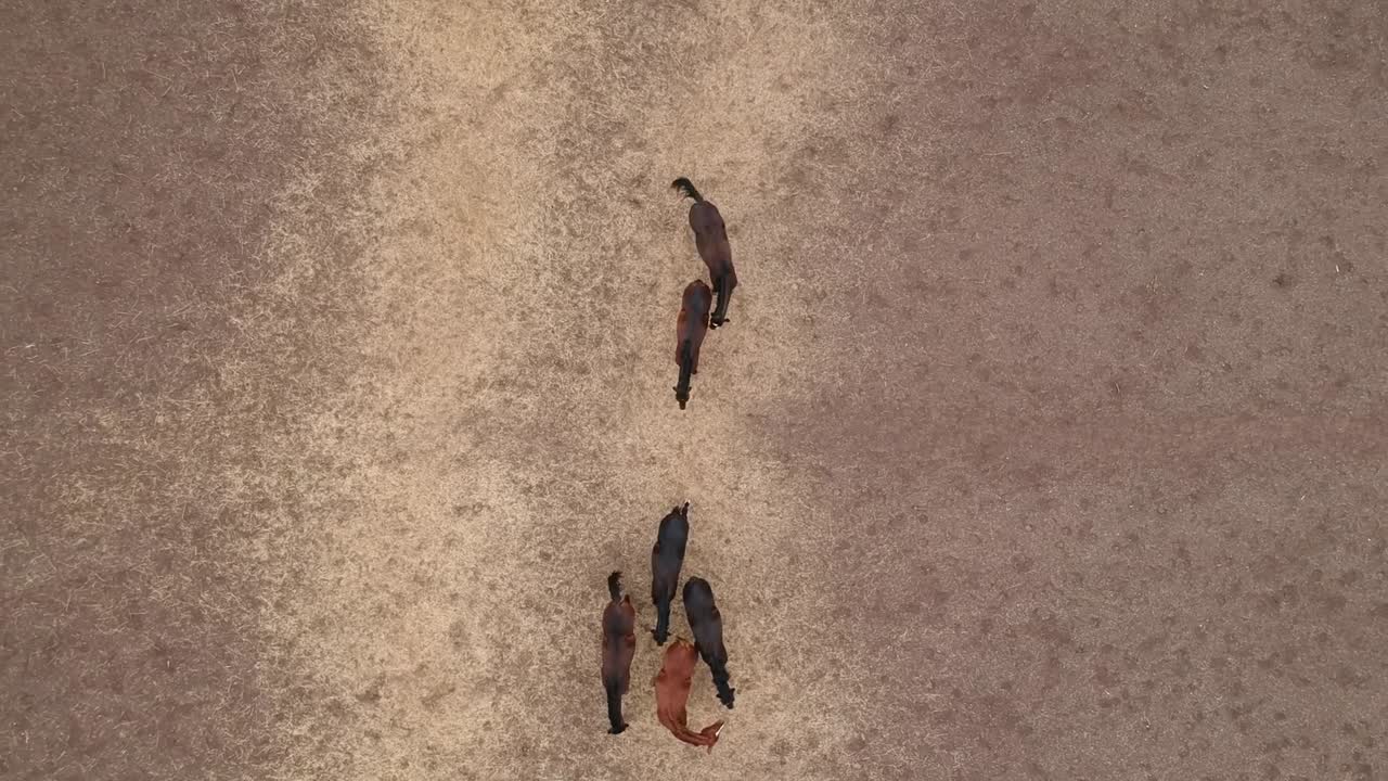 말 | 경마 | 경주마 | 인도의 스터드 농장