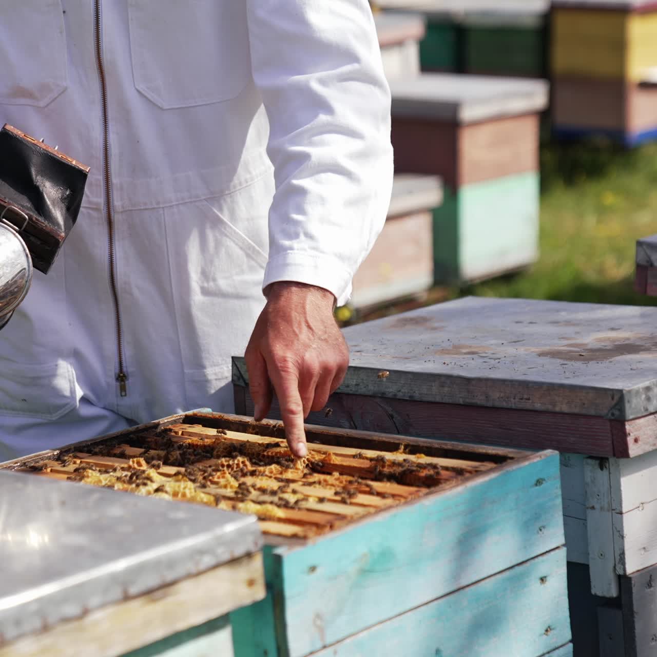Bee chimney in beekeeper's hands. Apiarist in white suit uses smoker to calm bees in a beehive before looking inside. Beekeeping concept
