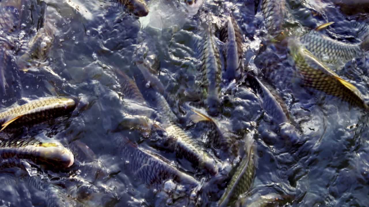 A chaotic scene unfolds as fish swarm at ocean surface showcasing nature's feeding frenzy