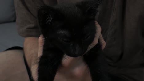 black little kitten looking into a camera and feeling sleepy