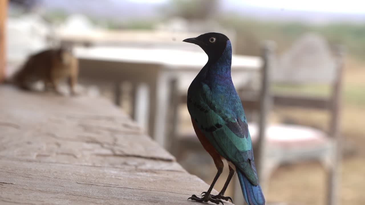 Slow motion, close up of beautiful bird with pluge patterned plumage, rear view. Little bird with highly decorative feathers in Severin Safari Camp, Tsavo West National Park.