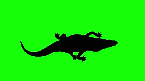 silhouette of a crocodile walking, on green screen, top view