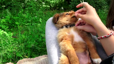 funny little dog, puppy playing, eating snacks