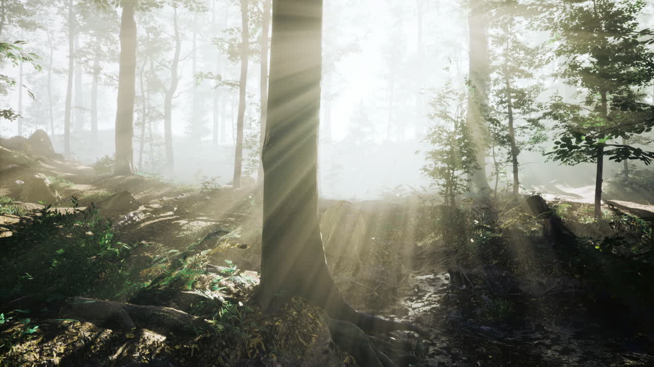 숲을 가로질러 흐르는 빛