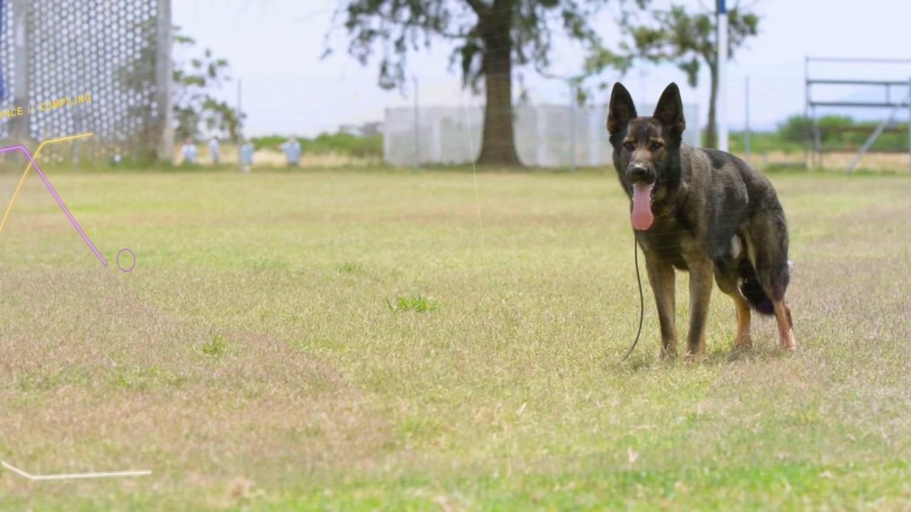 Person walking from left toward Shepherd dog to reach dog, leash slack, dog panting, overlay lines