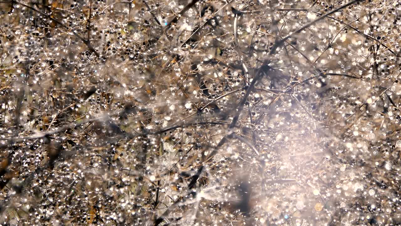 Dew drops on dry plants sparkle.