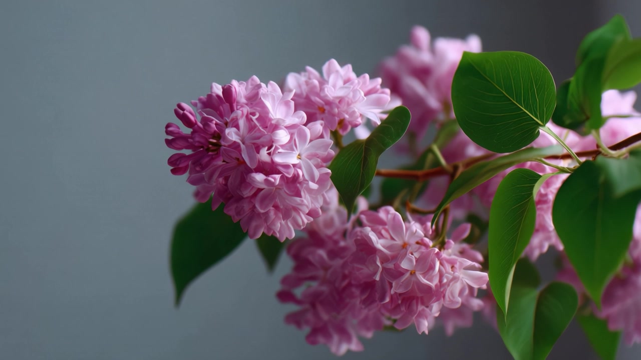 Bunga Lilac Merah Muda yang Halus Ditangkap dalam Detail Menakjubkan, Menampilkan Kelopak yang Rimbun dan Daun Hijau yang Kaya dengan Latar Belakang Abu-abu Lembut