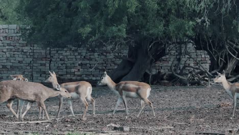 Slow-motion-shot-of-baby-deer-walking-in-the-muddy-field-near-the-river