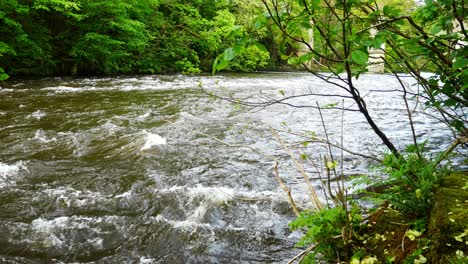 powerful flash flood rushing splashing river cascading through leafy forest wilderness