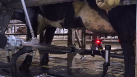 modern milking facility milking cows in a dairy barn