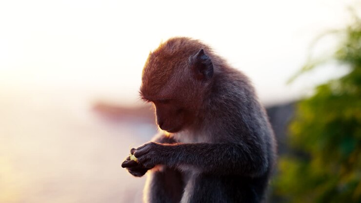 Golden hour sunrise illuminating small monkey eating, Bali, Indonesia