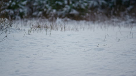 view snow covered ground in frozen forest close up. empty snowbound meadow.