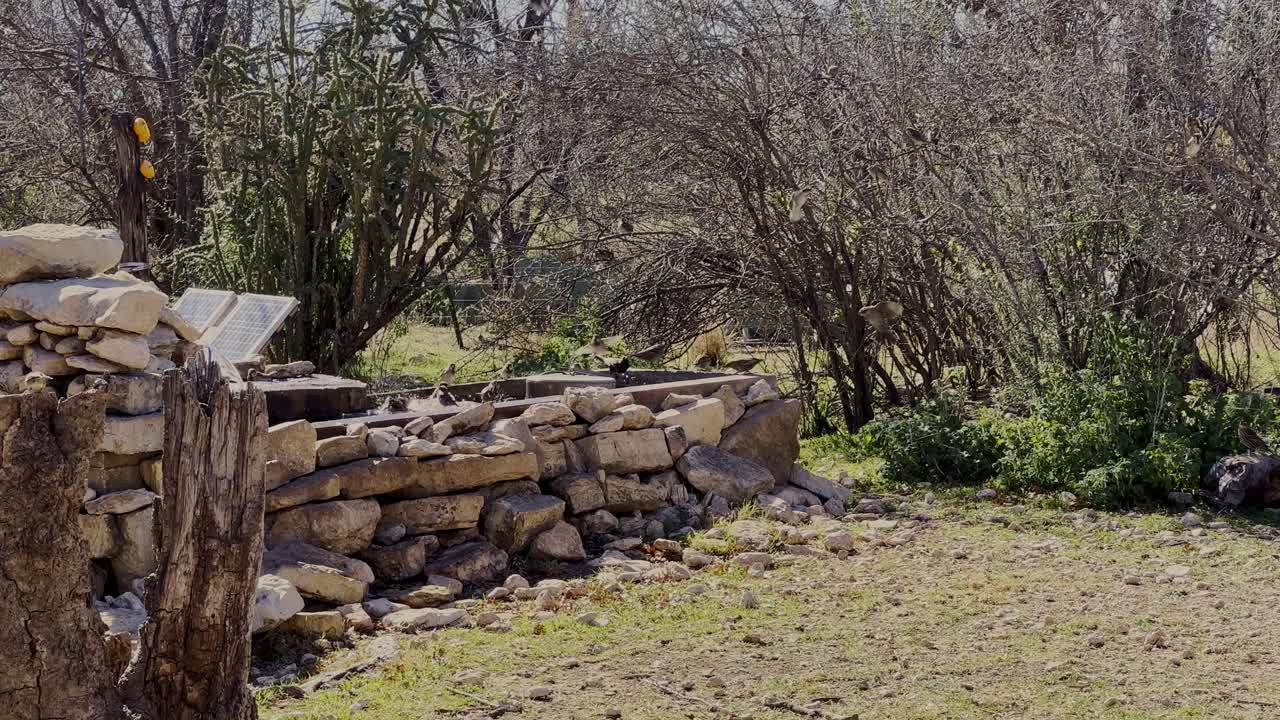 Diversi piccoli uccelli si radunano presso un abbeveratoio per uccelli in pietra naturale, dissetandosi e facendo il bagno. Fonte d'acqua per la fauna selvatica del deserto tra il fogliame naturale
