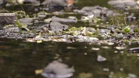 White-Wagtail-Bird-Walking-And-Looking-Through-A-River-In-Northern,-Ireland