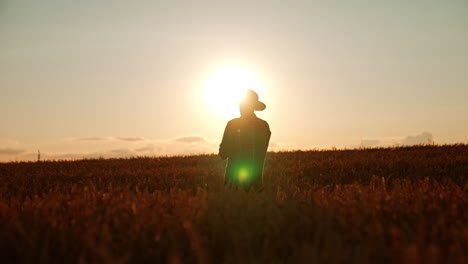 man in hat stands in the wheat field at sunset. farmer takes some ears of corn and rubs them to get grains.