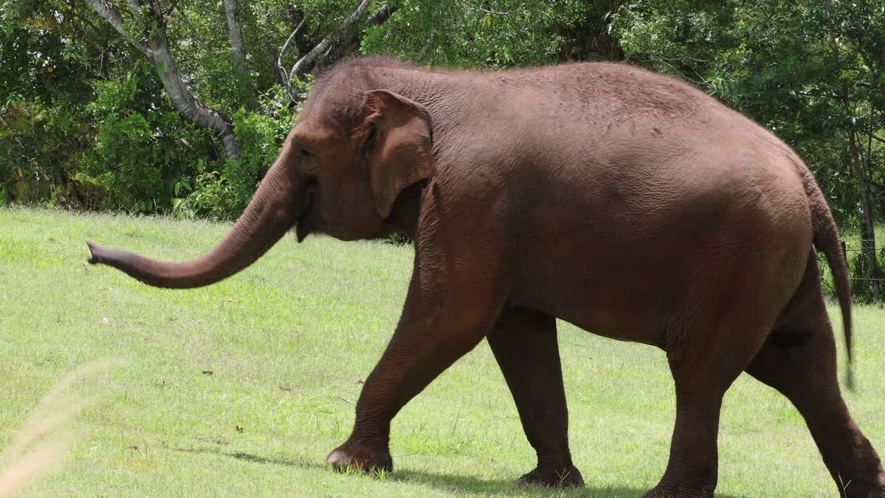 단 하나의 코끼리가 울창한 풍경을 가로질러 산책합니다.