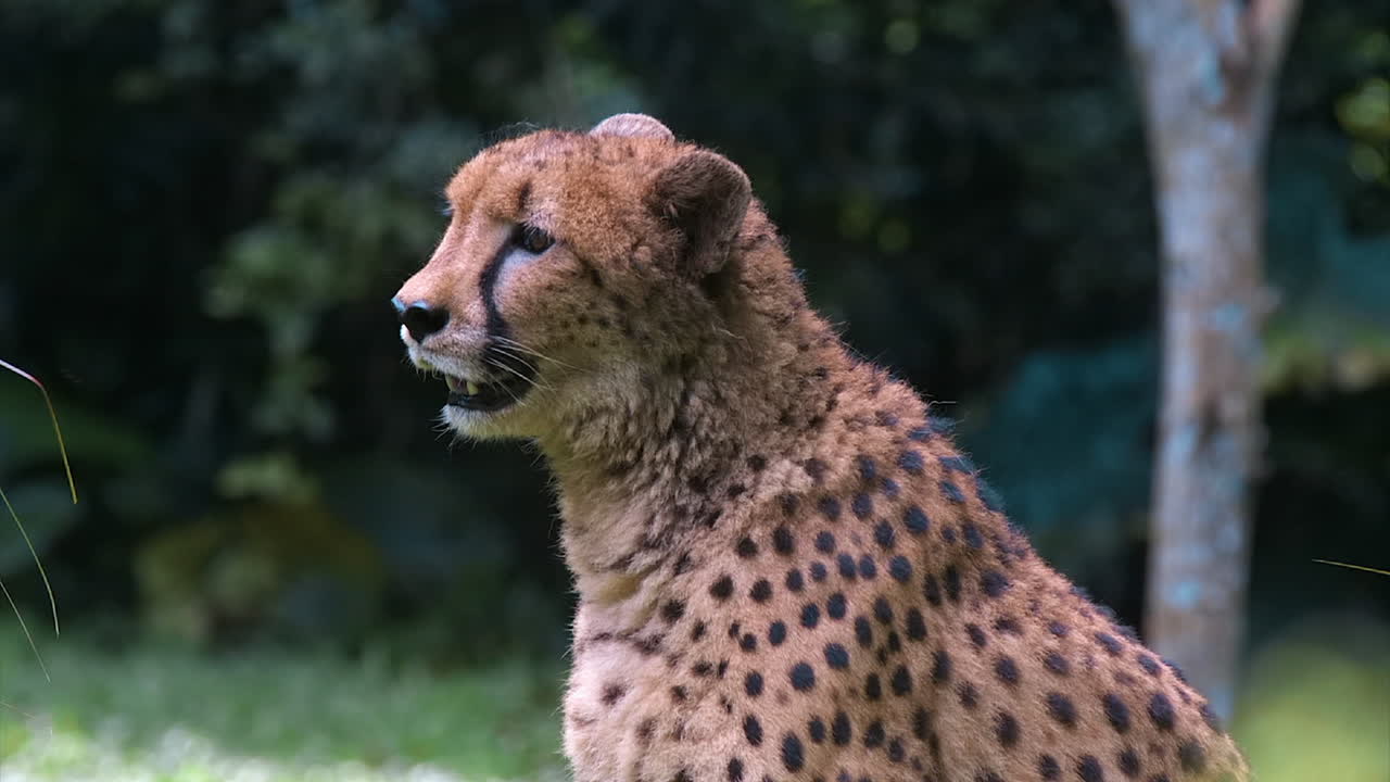 guepardo solo relajándose en el bosque