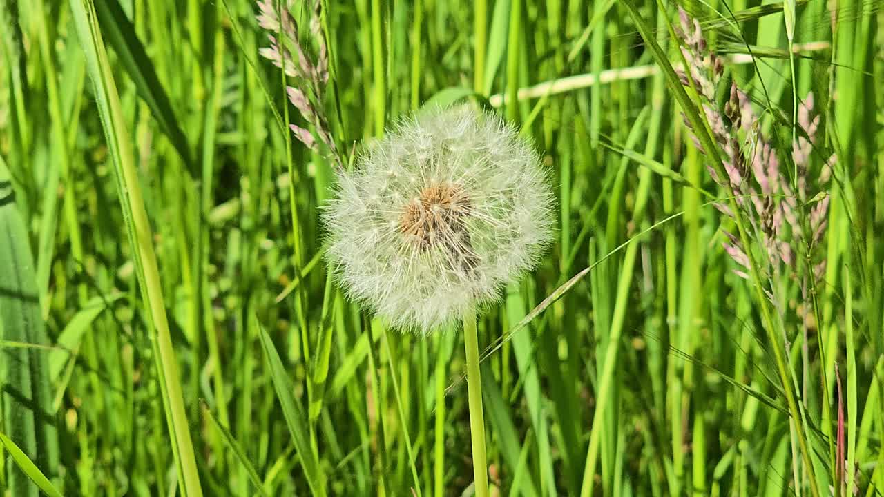 Fluffy dandelion blowball (taraxacum) in blooming spring meadow
