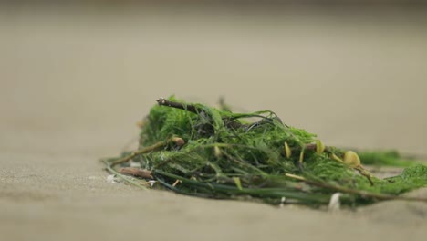 isolated dead green seaweed lying in the sand at the beach