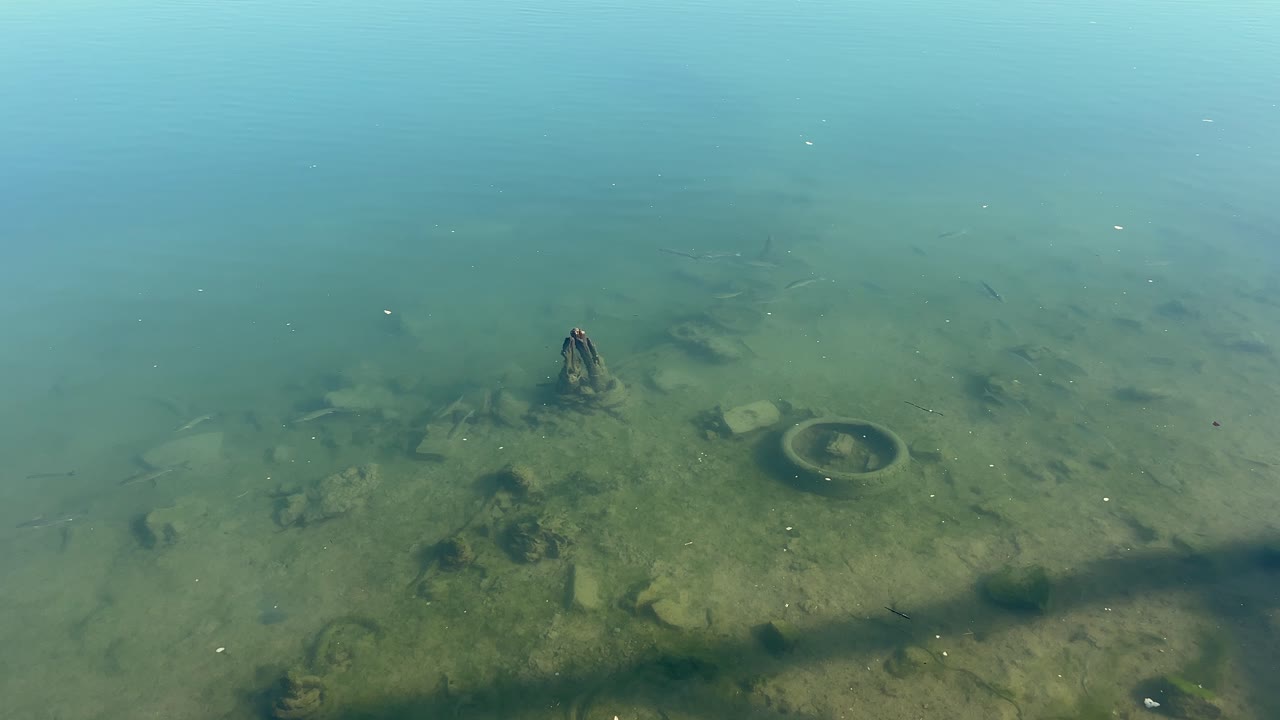 The sight of small fish swimming gracefully just beneath the water's surface highlights the innate beauty of a fish pond