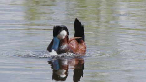 Unique-mating-ritual-of-male-Ruddy-Duck,-bubbling-by-beating-chest