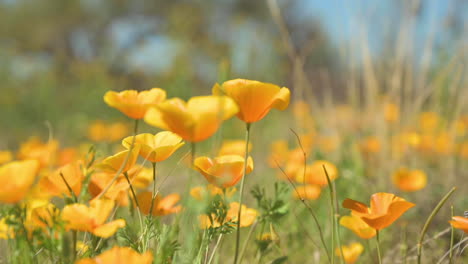 un impresionante campo de amapolas naranjas florecientes en arizona con vegetación verde
