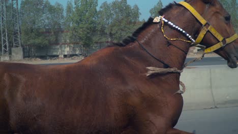a bay horse with yellow horse bridle running on the public road, side close view of horse with his tail, on the other road people are observing the horse