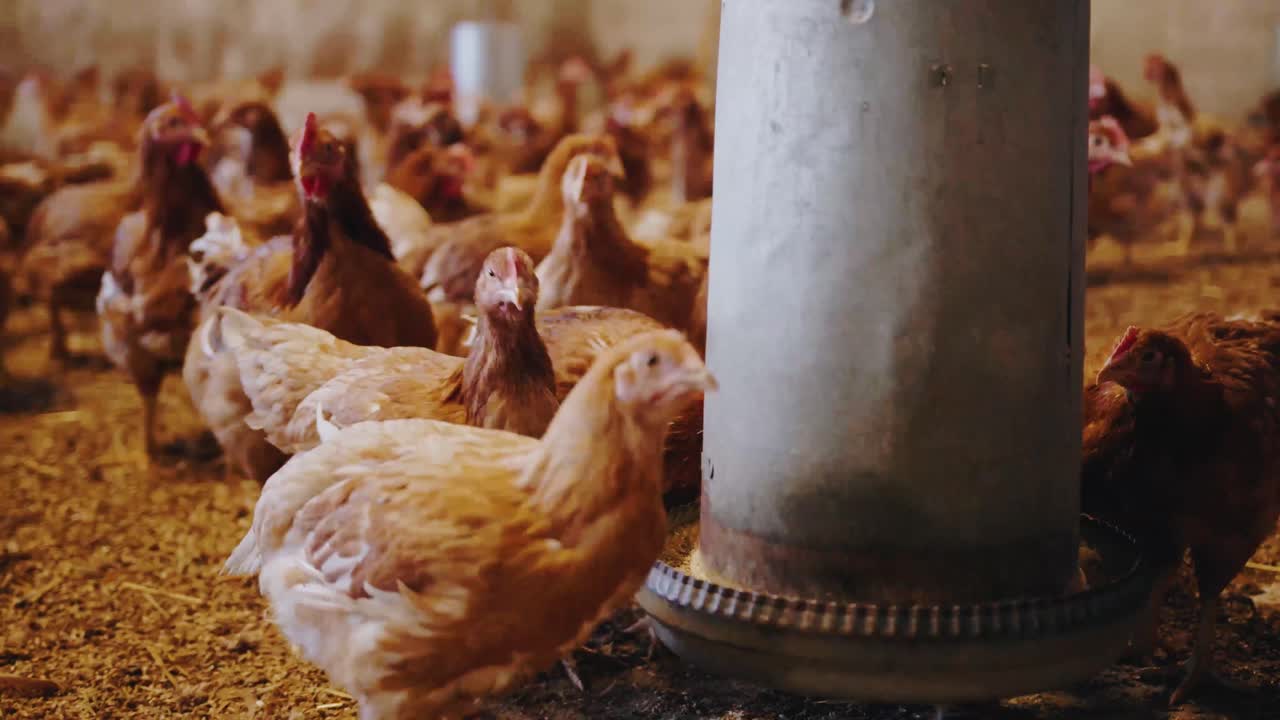 primer plano de pollos comiendo en una granja avícola