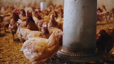 close up shot of chickens eating in a poultry farm
