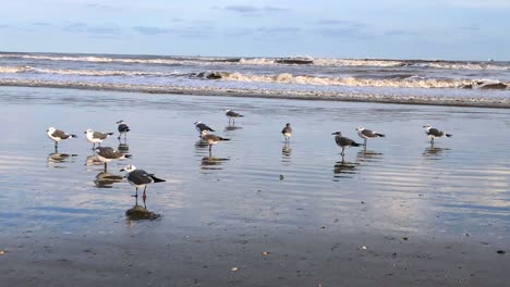 Seagulls-gather-at-the-edge-of-the-tidal-pools-looking-for-food-as-waves-crash-just-off-shore-4K-30FPS,-Slow-Motion