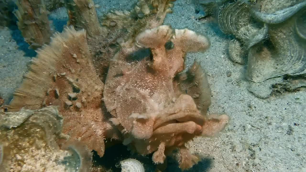 Rhinopias eschmeyeri walking over coral reef close up