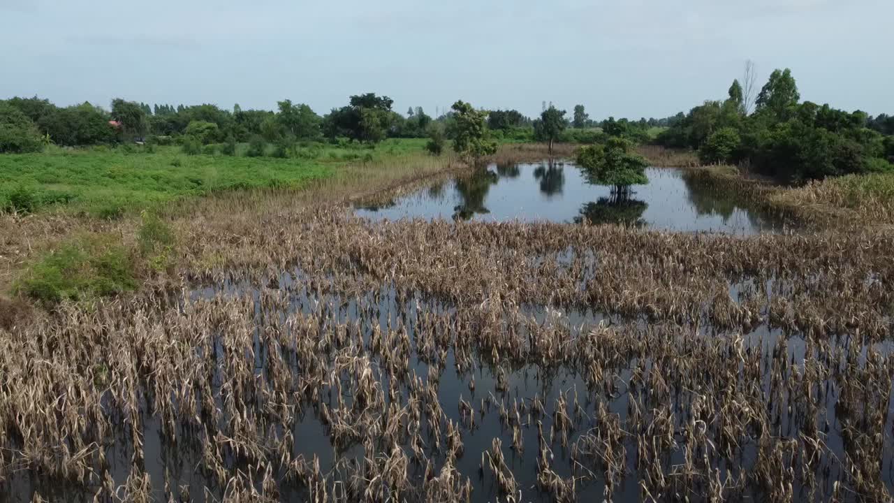 Powódź przez uprawy i rośliny z odbiciami i malowniczą przyrodą w tle w Battambang, Kambodża.