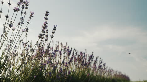 row of beautiful lavender bushes against blue sky