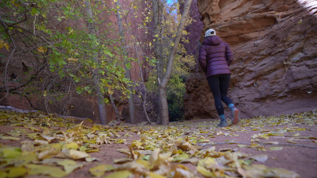 Woman Walking Into Narrow Canyon by Trees in Autumn Foliage, Low Angle View, Utah USA