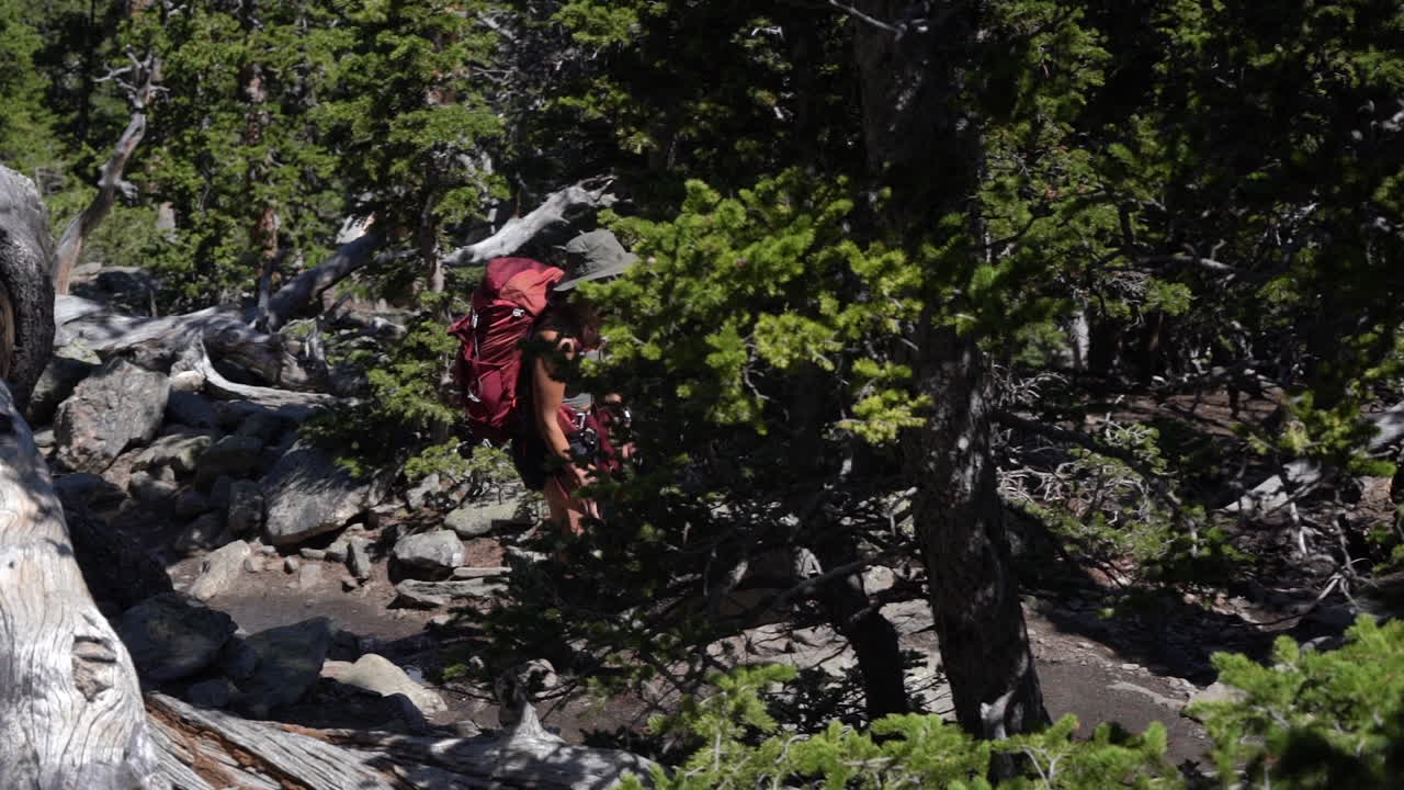 mujer joven con mochila caminando en el bosque en la ruta de senderismo de montaña en un día soleado de verano, cámara lenta de marco completo