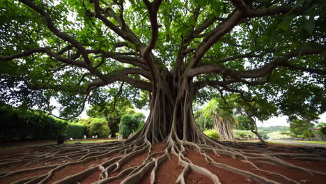 majestic banyan tree with extensive root system