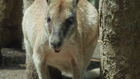 un primer plano de un wallaby de cuello rojo masticando heno verde