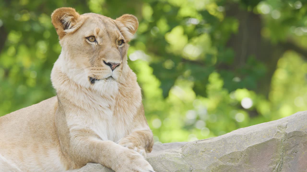 Lioness resting on stone ledge amid lush greenery, tranquil daylight, alert and serene mood