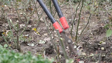 primer plano de alguien podando arbustos de rosas con tijeras