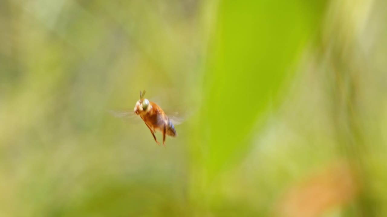 A Orchid bee beats its wings rapidly, captured in stunning slow motion in Peru’s tropical forest.