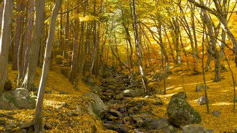 rocky river stream in autumn forest