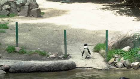 black footed penguin standing on edge of pond at zoo