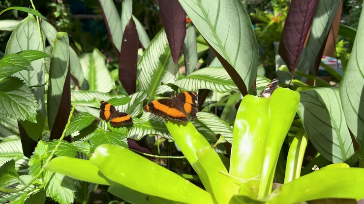 A vibrant butterfly flutters among lush green foliage in a sunlit rainforest setting, captured in Port Douglas, Australia