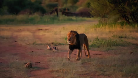 majestic lion in african savanna at sunrise/sunset