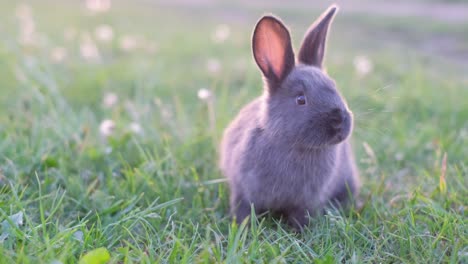 cute rabbit in green grass