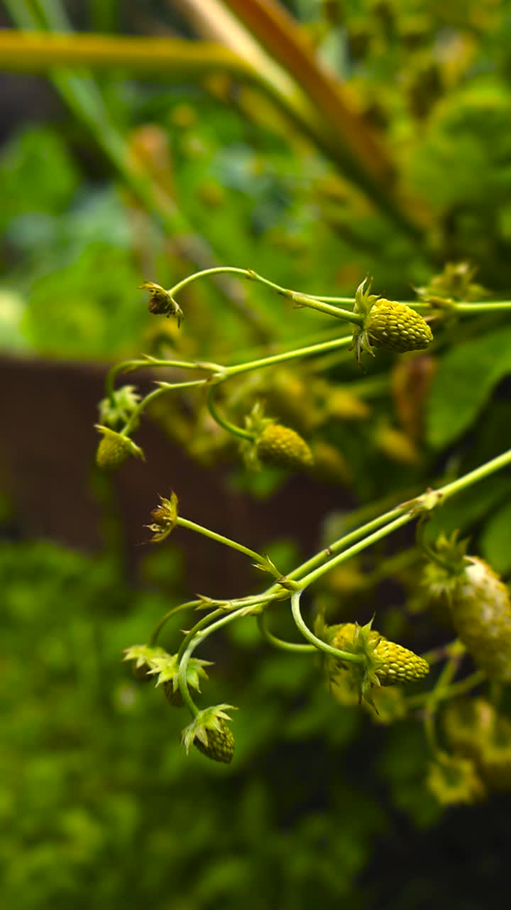 Close up view of white and yellow colored wild small strawberries or alpine moon strawberries hanging on a green leafy bush in a garden with bokeh blurry background. Berries are in focus, delicious