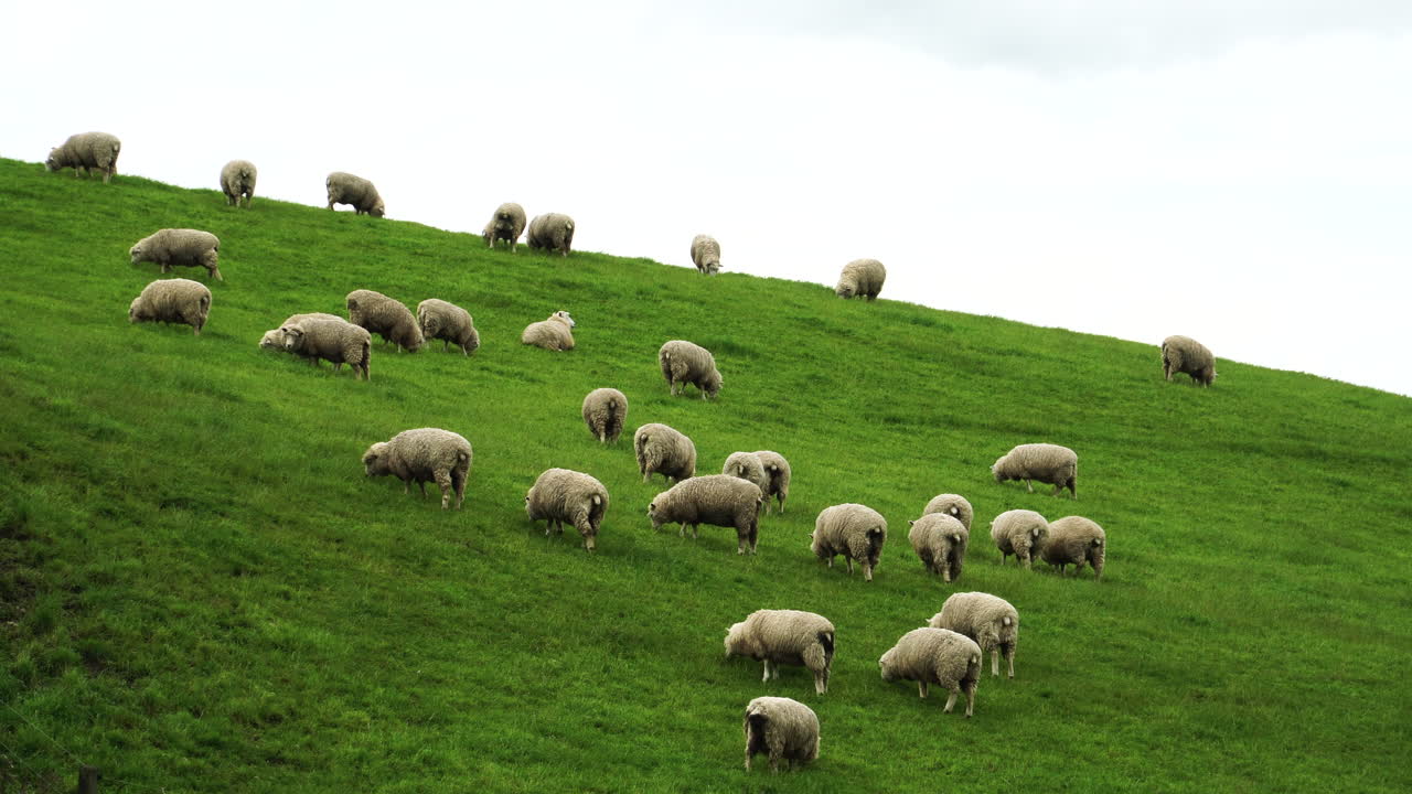 un rebaño de ovejas deambulando por el campo cubierto de hierba verde en la cima de una colina en nueva zelanda