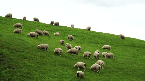 Un-Rebaño-De-Ovejas-Deambulando-Por-El-Campo-Cubierto-De-Hierba-Verde-En-La-Cima-De-Una-Colina-En-Nueva-Zelanda