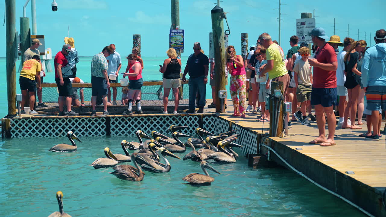 Key West, USA, 9. huhtikuuta 2026: Turisteja ruokkimassa pelikaaneja Key Westin venesatamassa. Ihmisjoukko ruokkimassa ruskeita pelikaaneja puulaiturilta matalassa turkoosissa vedessä Floridassa.