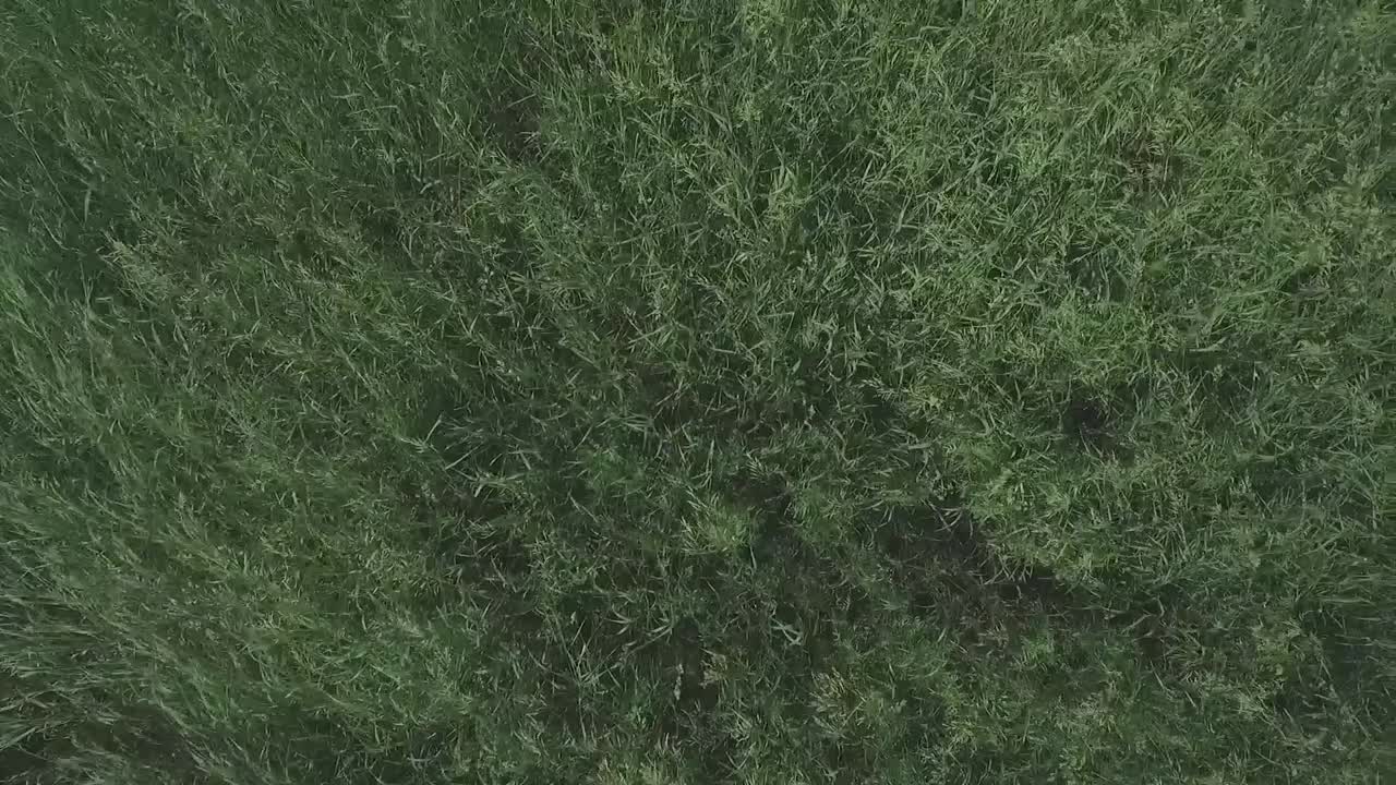 vista de ángulo alto de un campo de hierba